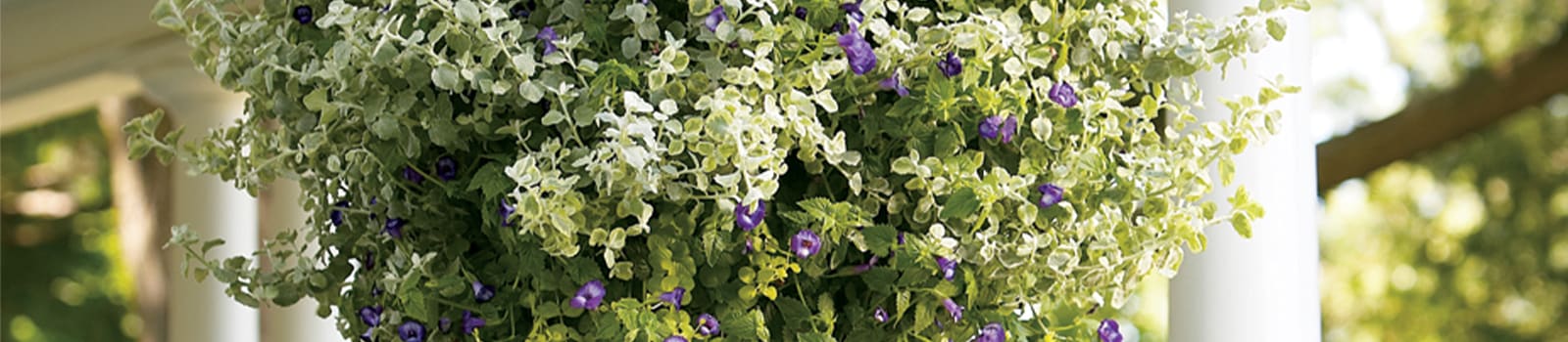 Proven Winners® Angelonia Angelface® from Sobkowich Greenhouses