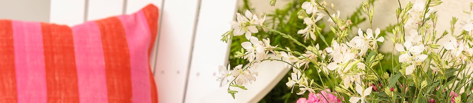 Proven Winners® Gaura Stratosphere® from Sobkowich Greenhouses