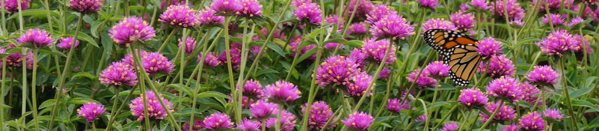 Proven Winners® Gomphrena Truffula® from Sobkowich Greenhouses