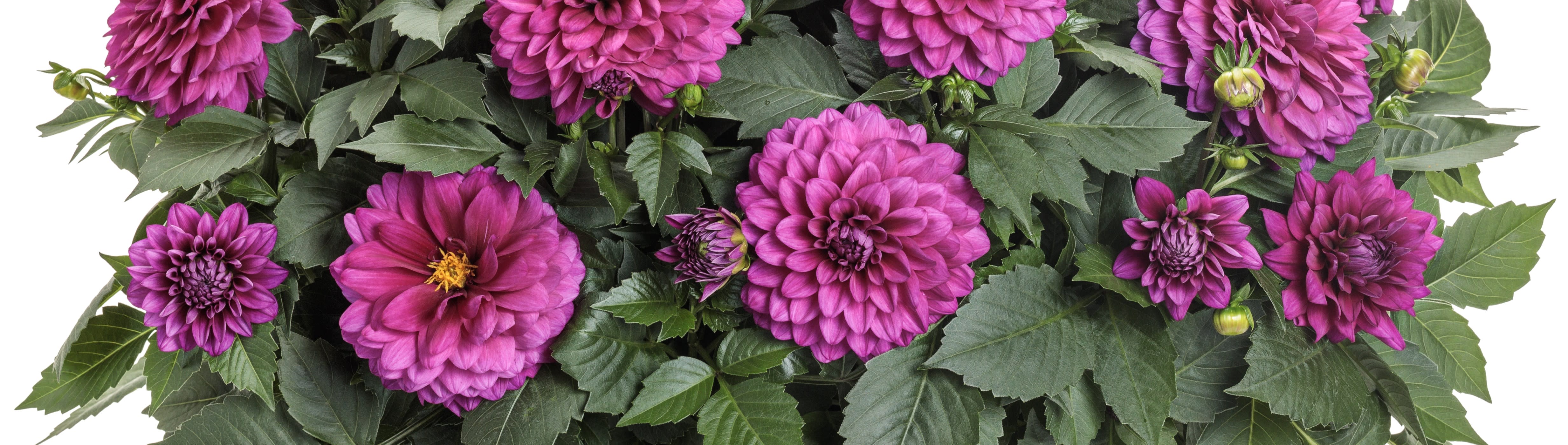 Proven Winners® Dahlia Mystic® from Sobkowich Greenhouses