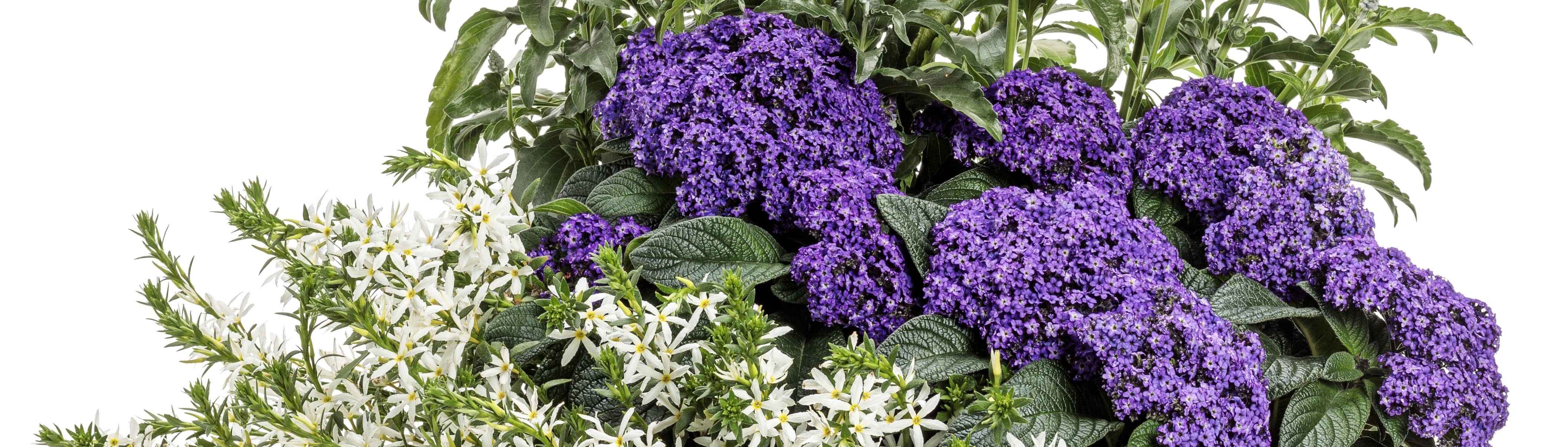 Proven Winners® Angelonia Angelface® from Sobkowich Greenhouses